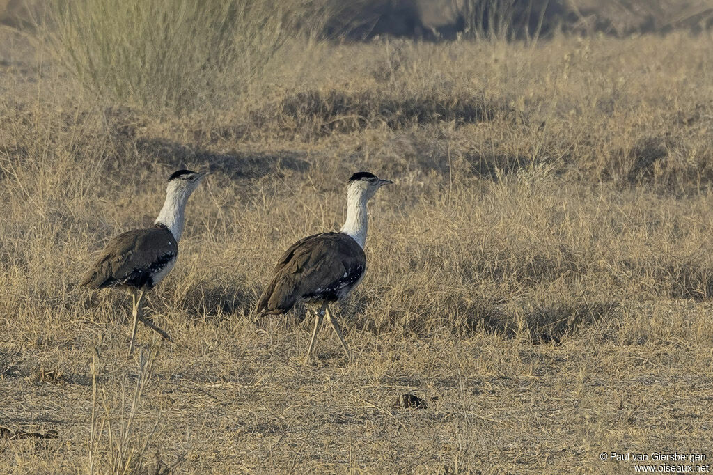 Outarde à tête noire