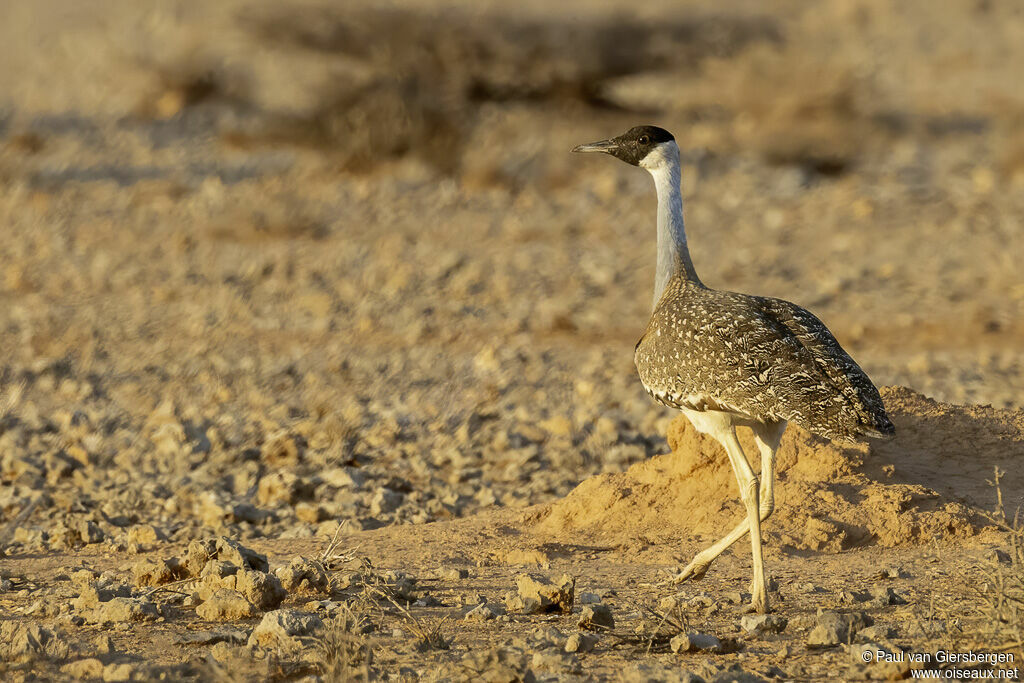 Outarde de Heuglin mâle adulte