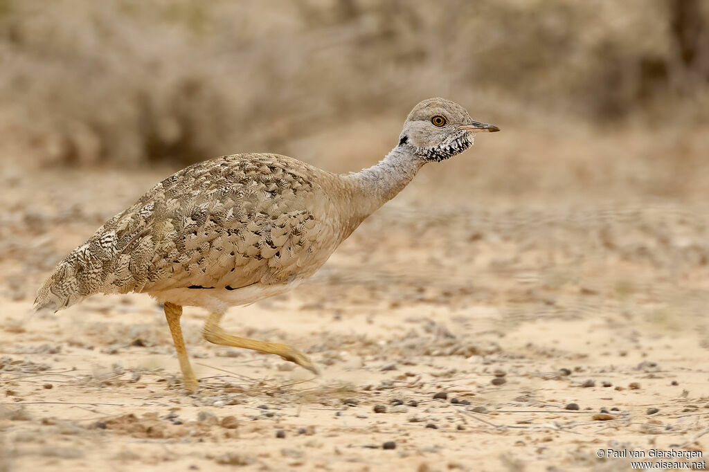 Outarde somalienne mâle adulte