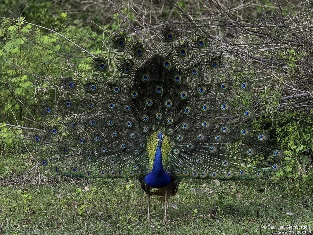Paon bleu mâle adulte