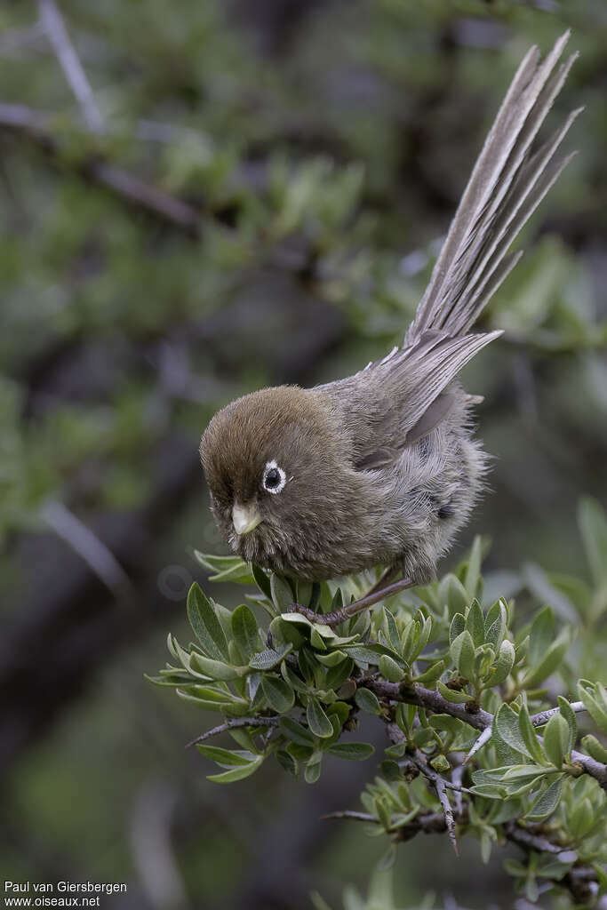Spectacled Parrotbilladult