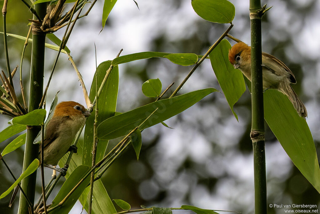 Paradoxornis à sourcils noirsadulte