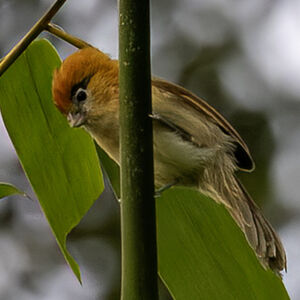 Paradoxornis à sourcils noirs