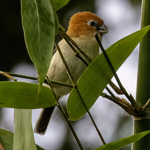 Paradoxornis à tête rousse