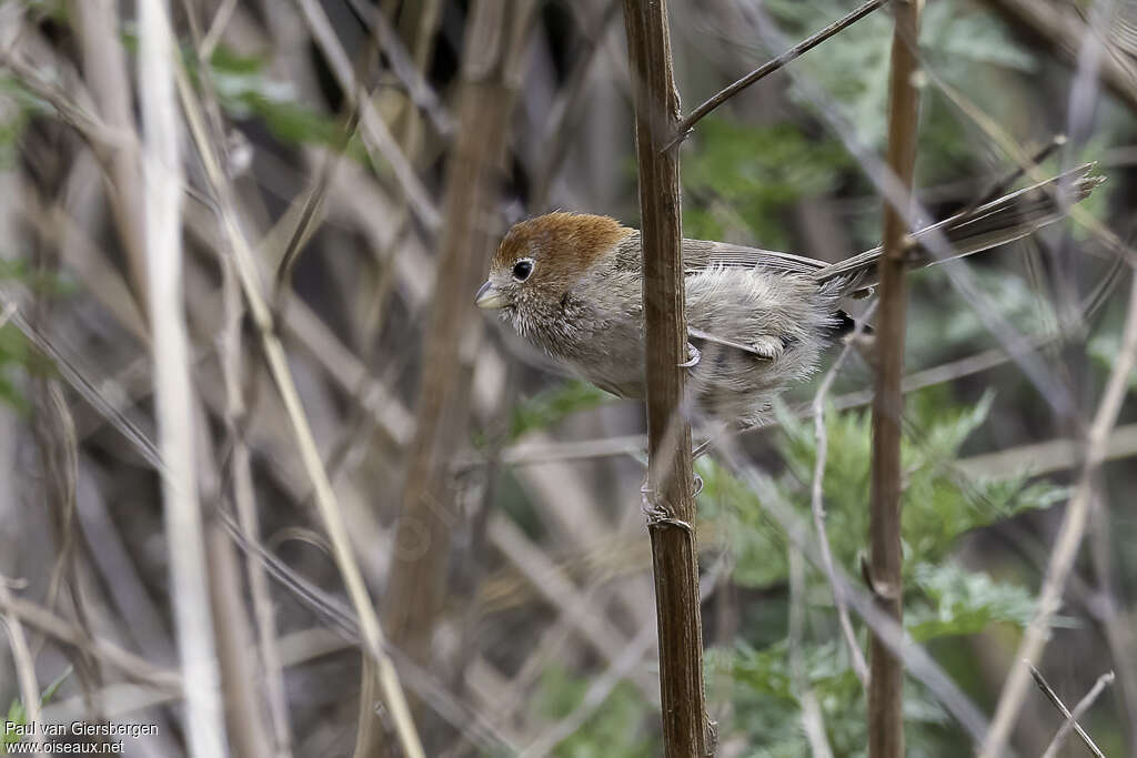 Paradoxornis de Rickettadulte