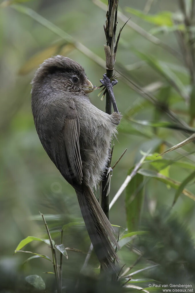 Paradoxornis unicoloreadulte