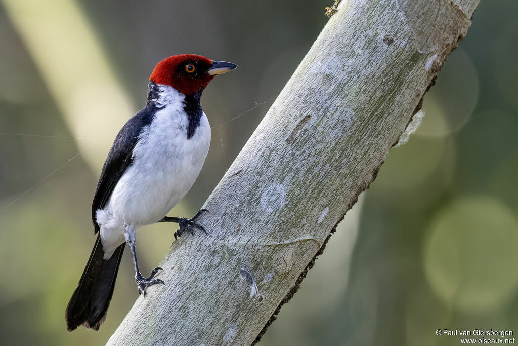Red-capped Cardinaladult