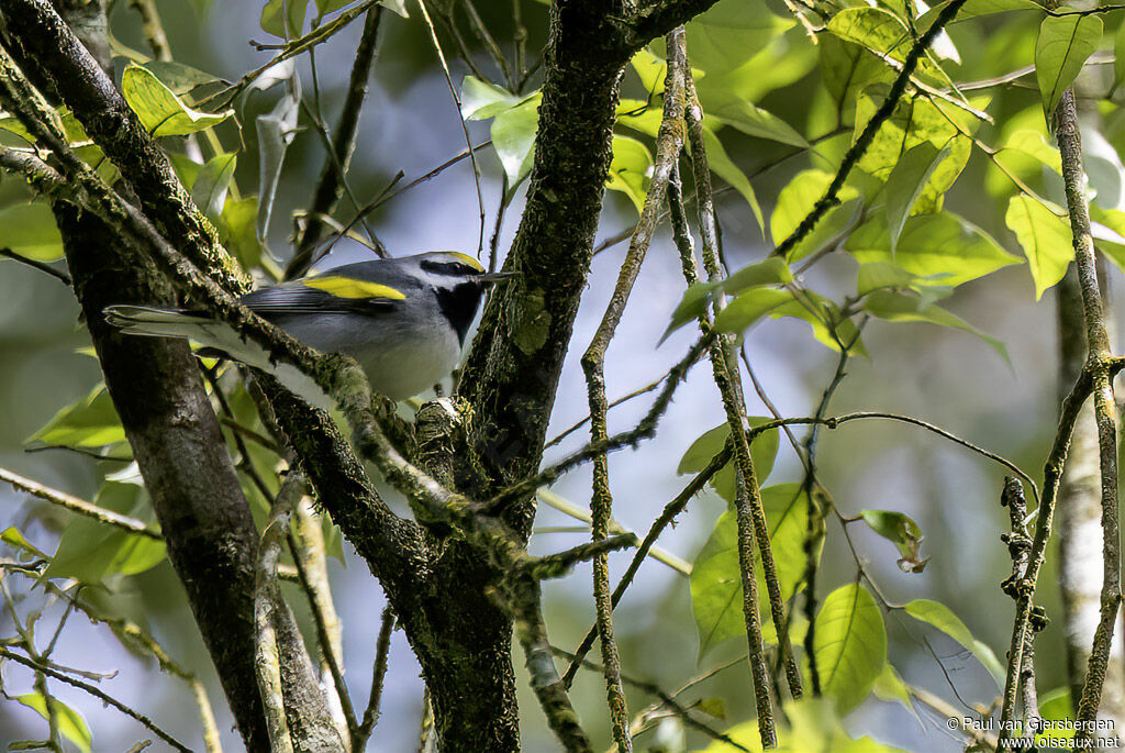 Paruline à ailes dorées mâle adulte