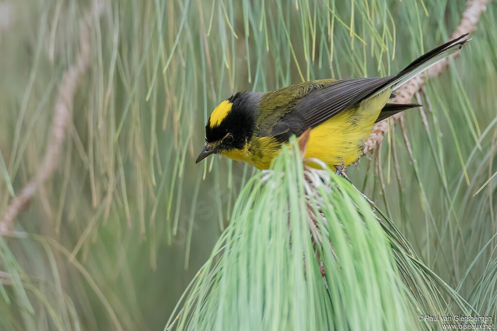 Yellow-crowned Whitestartadult