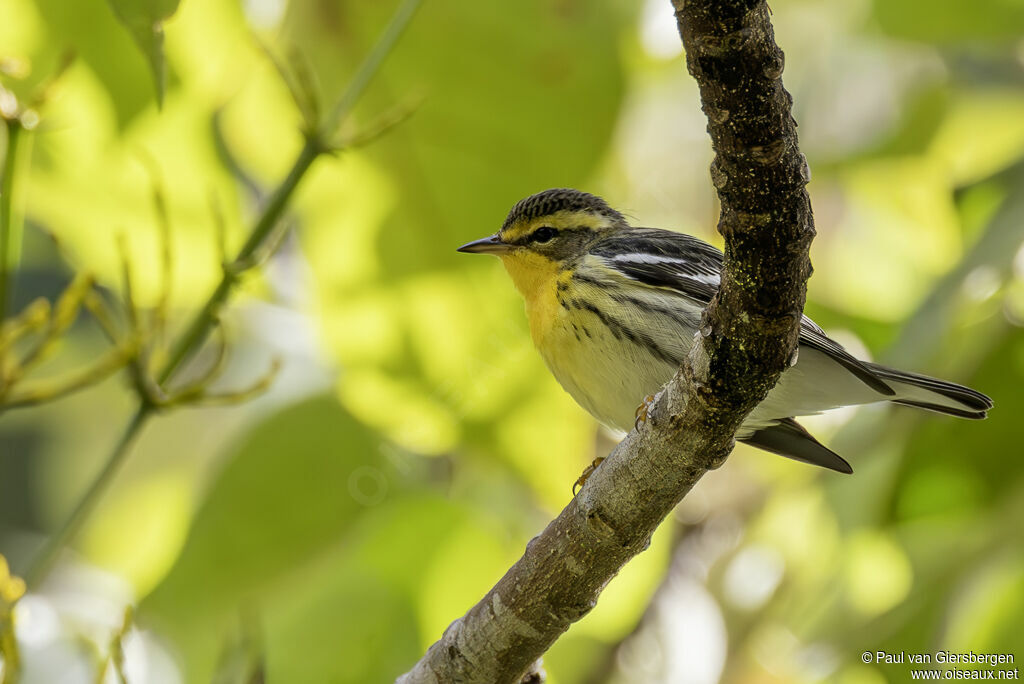 Paruline à gorge orangée