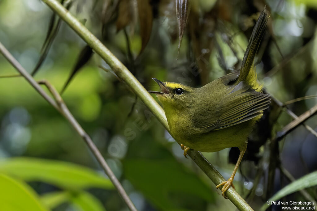 Paruline à pattes pâlesadulte