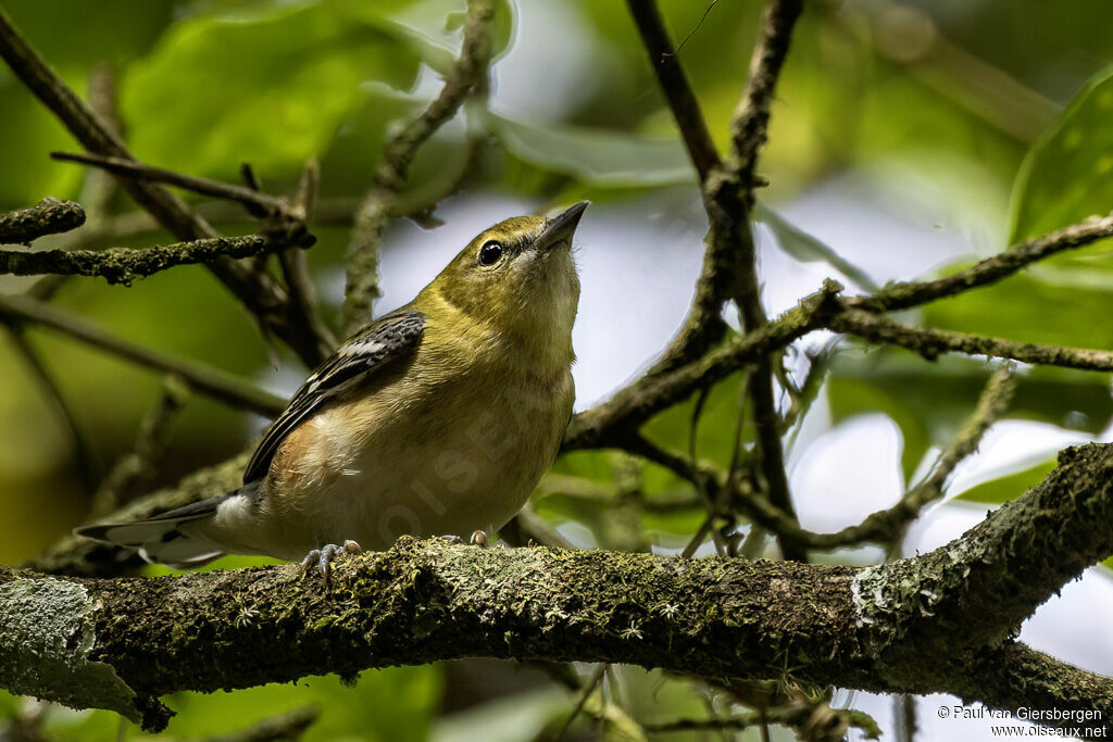 Paruline à poitrine baieadulte