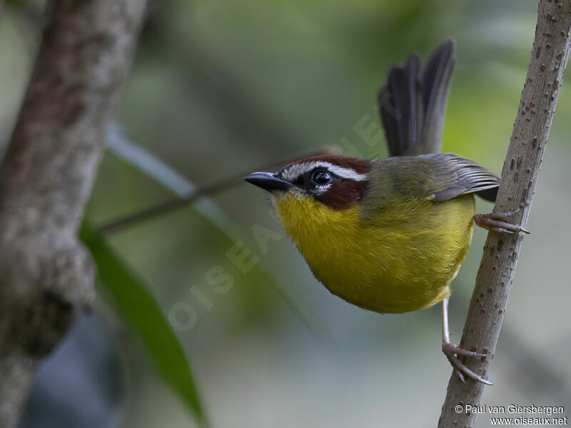 Chestnut-capped Warbler