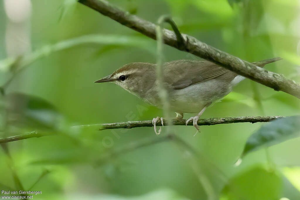 Paruline de Swainsonadulte, identification
