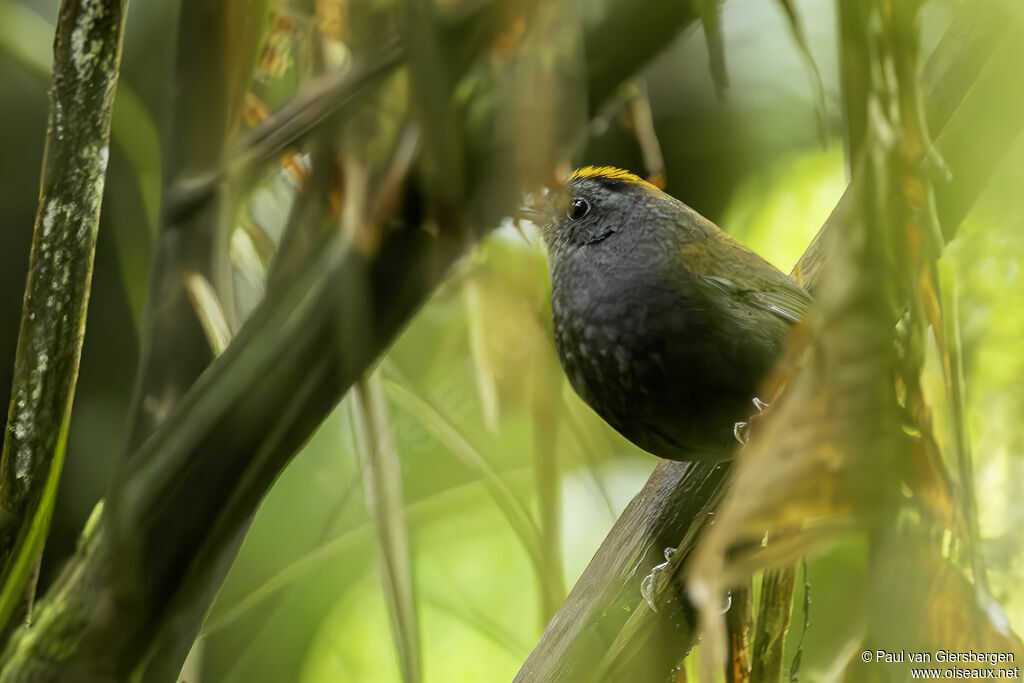 Paruline de Zeledon - Zélédonie couronnée<br />adulte