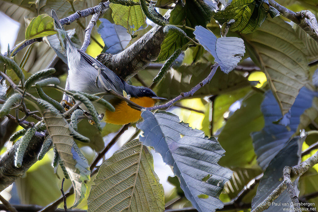 Paruline embraséeadulte