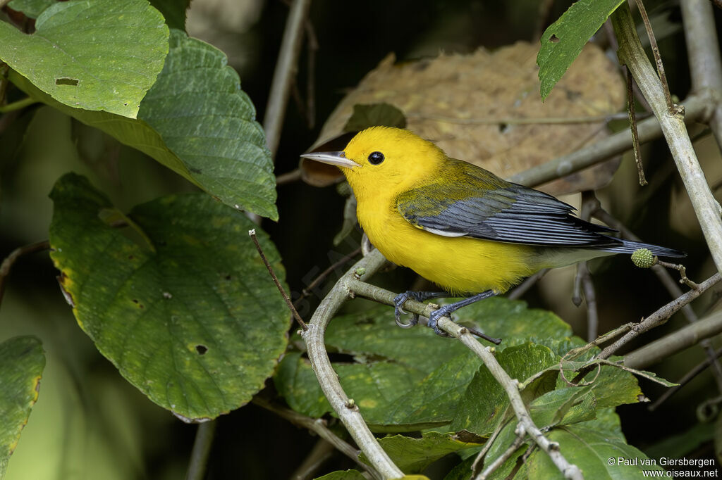 Paruline orangéeadulte