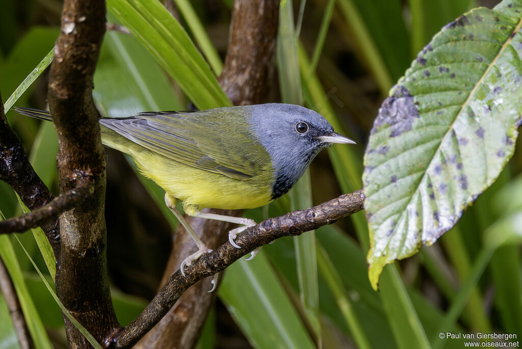 Paruline tristeadulte