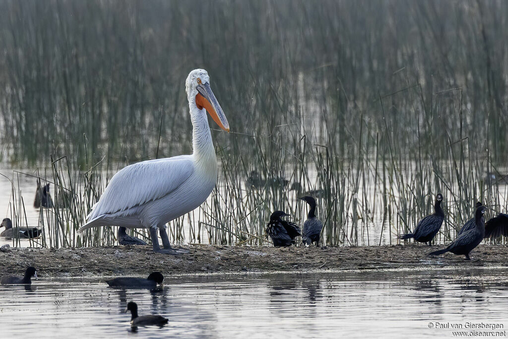 Pélican friséadulte