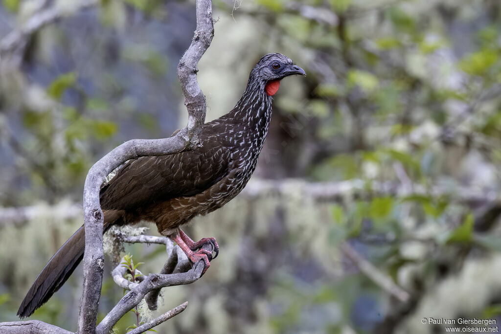 Pénélope des Andes