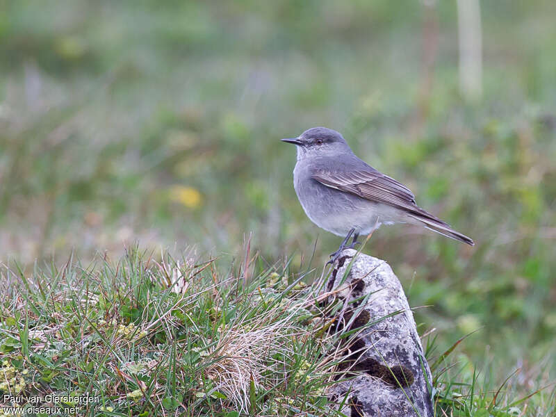 Rufous-webbed Bush Tyrantadult, identification