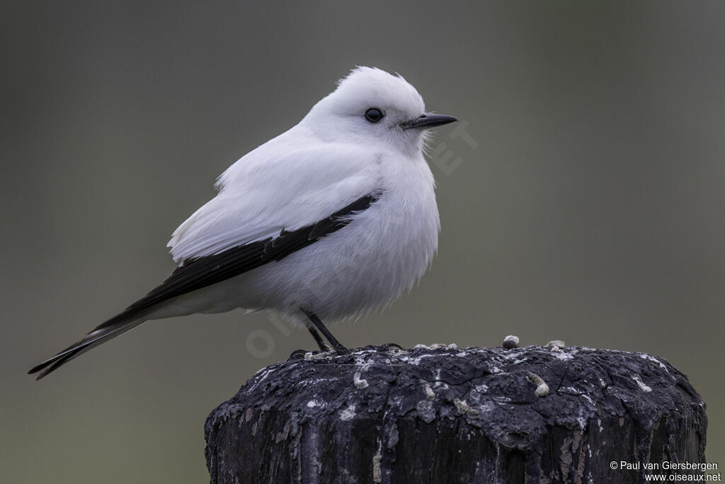 White Monjitaadult
