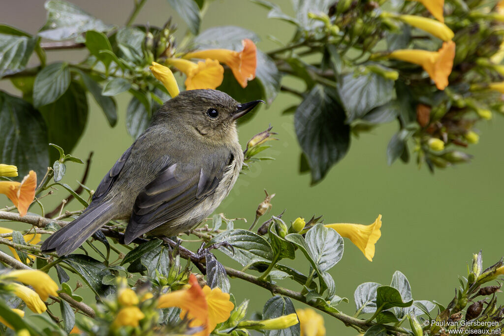 Percefleur ardoisé femelle adulte