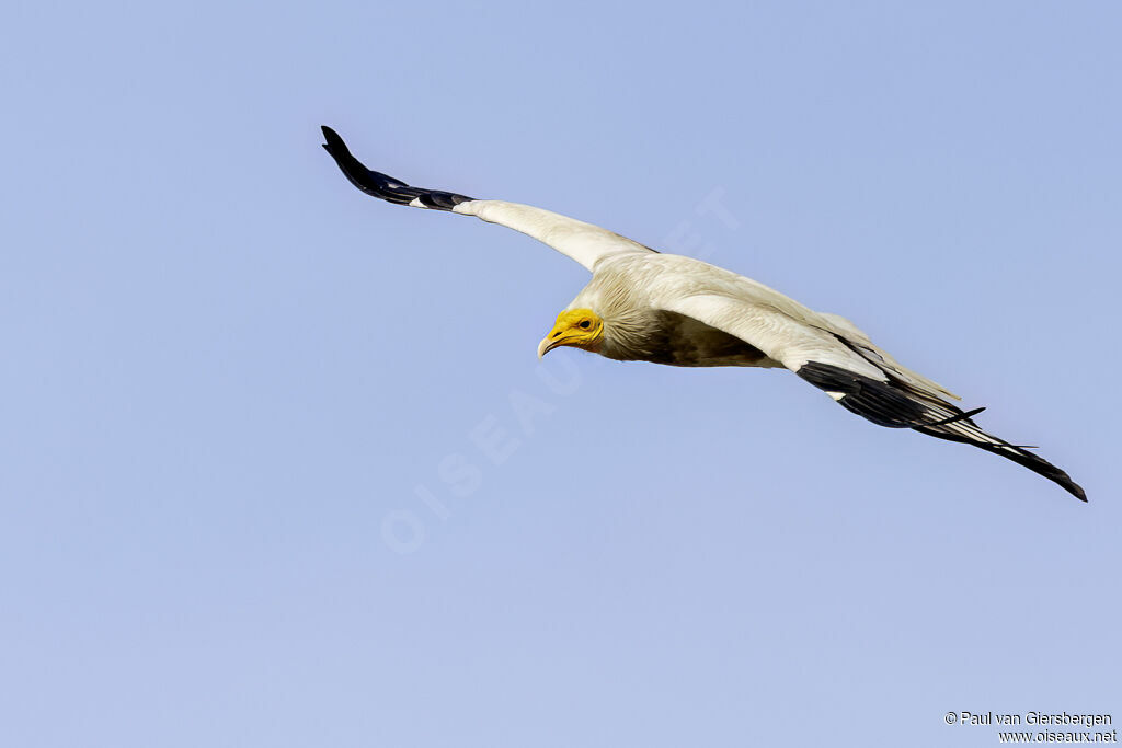 Percnoptère d'Égypte - Vautour percnoptère<br />adulte