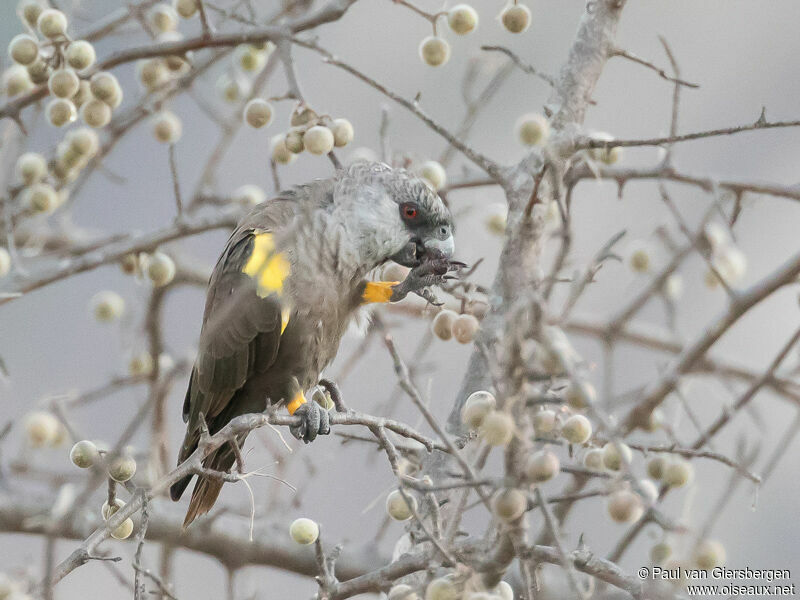 Rüppell's Parrotadult