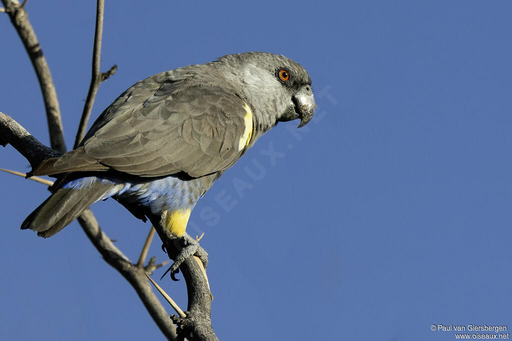 Rüppell's Parrot