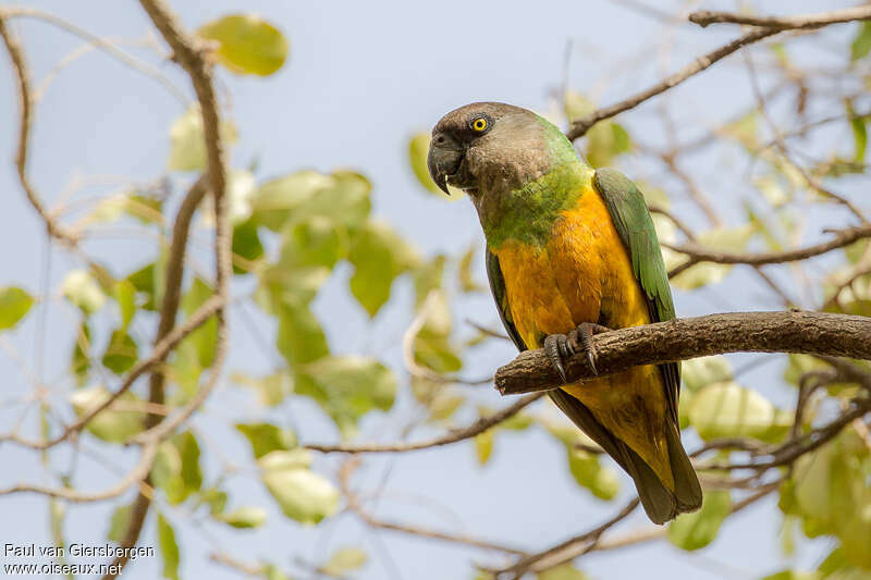 Senegal Parrotadult, identification