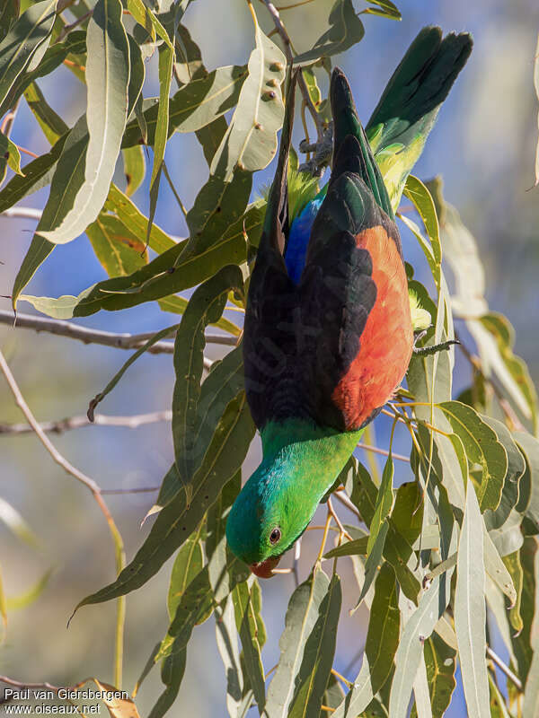 Red-winged Parrot male adult, pigmentation, feeding habits, eats, Behaviour