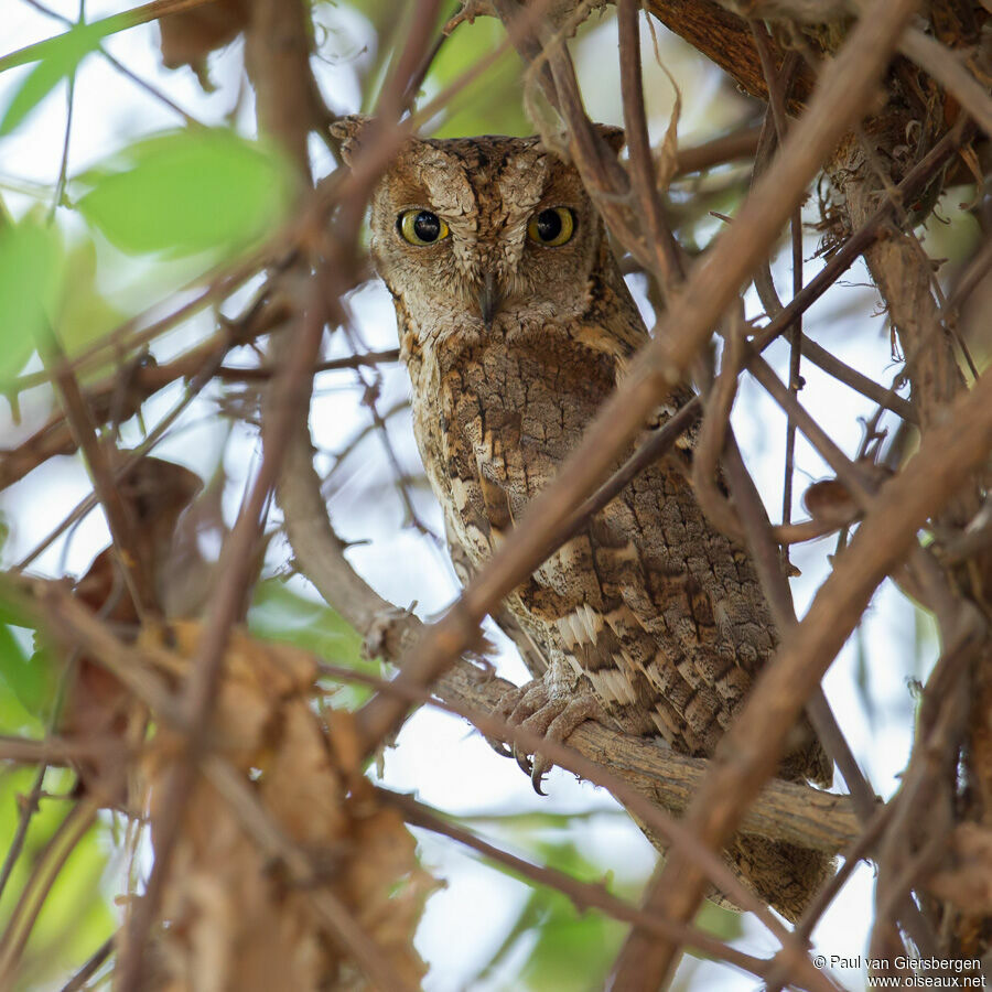 African Scops Owl