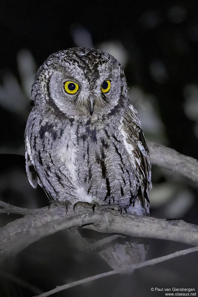 Petit-duc africainadulte