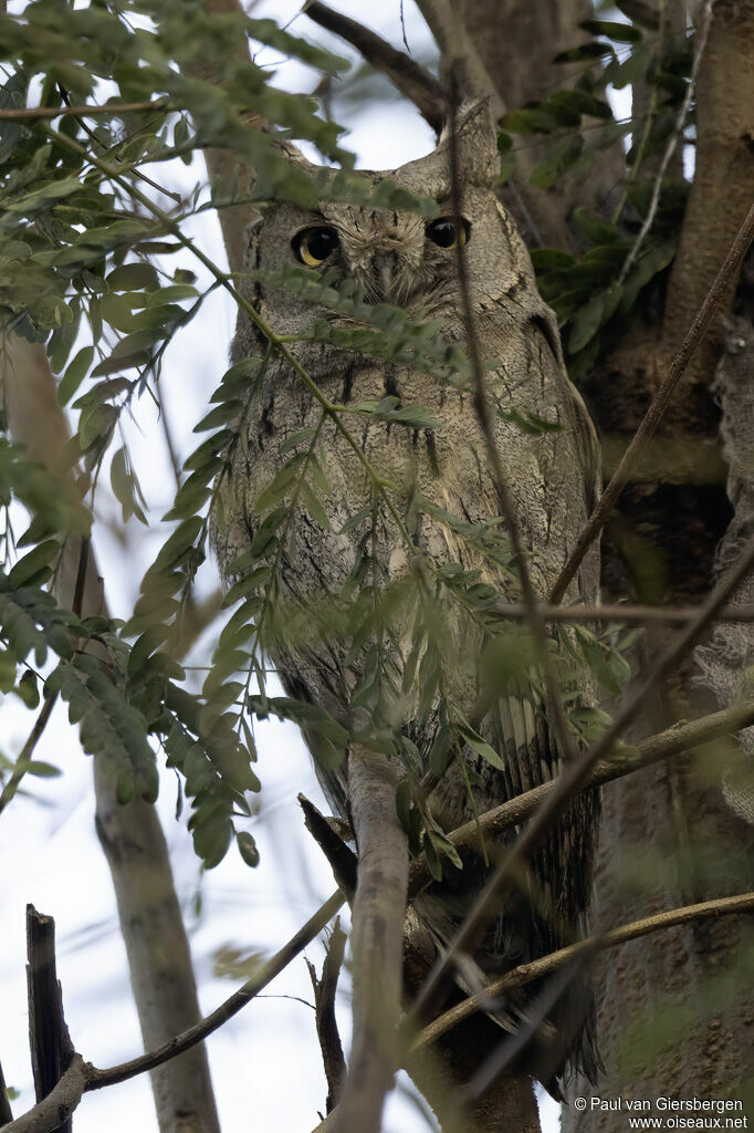 Petit-duc de Bruceadulte