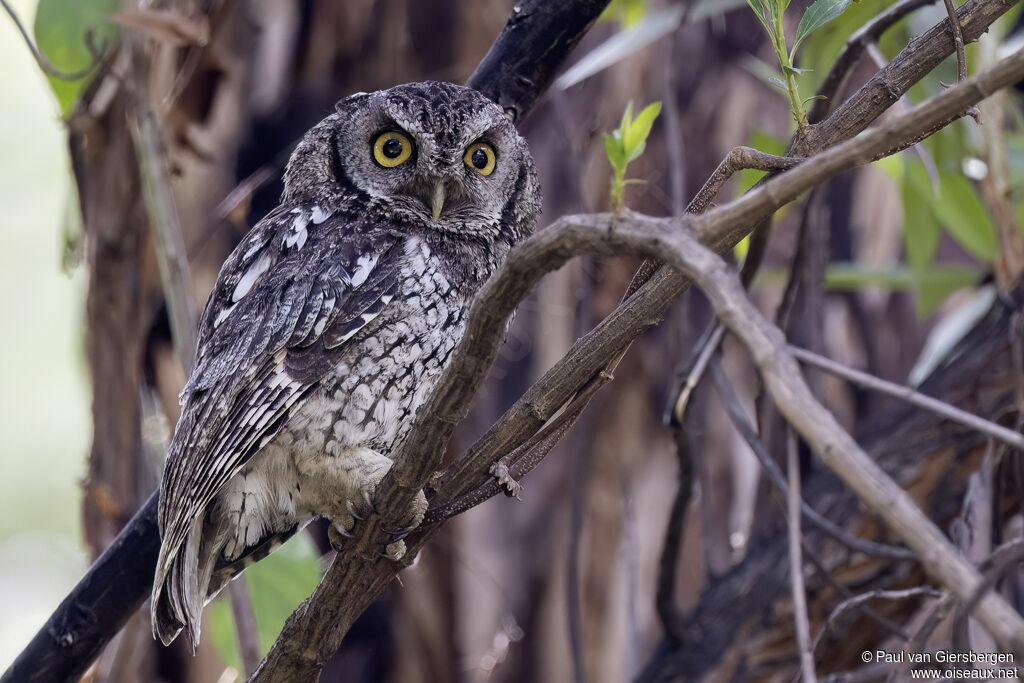 Petit-duc de Koepckeadulte
