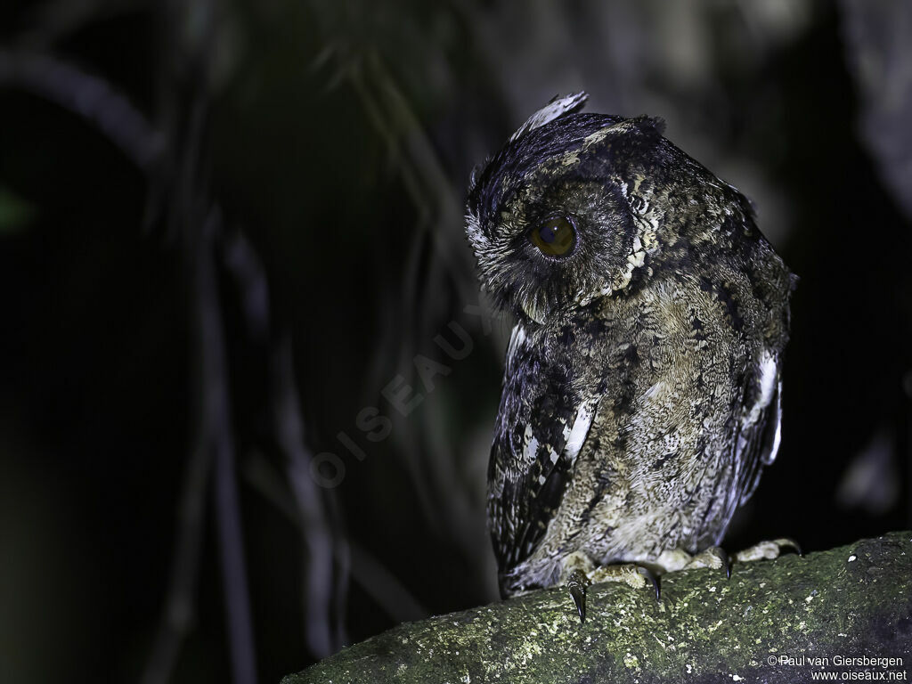 Palawan Scops Owladult