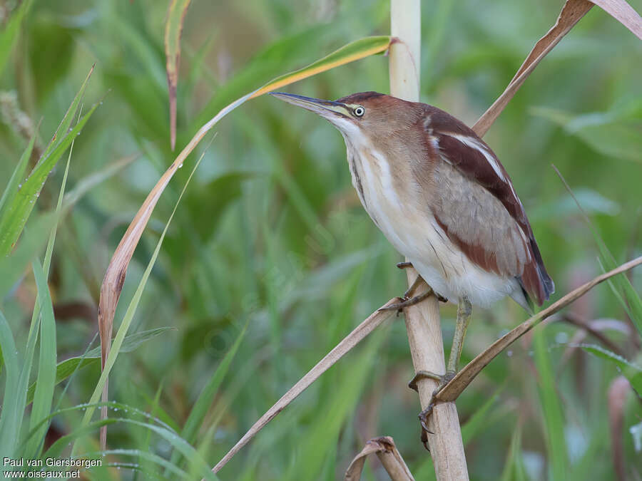 Petit Blongios femelle adulte, identification