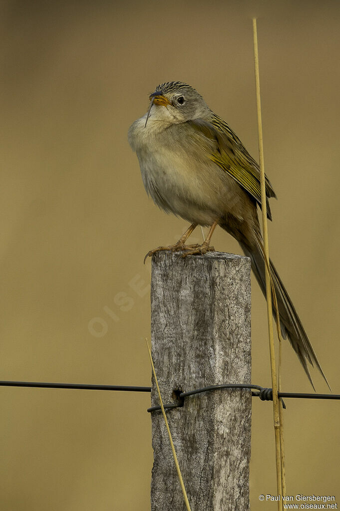 Lesser Grass Finchadult