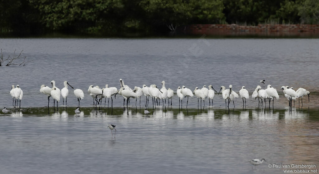 Black-faced Spoonbill