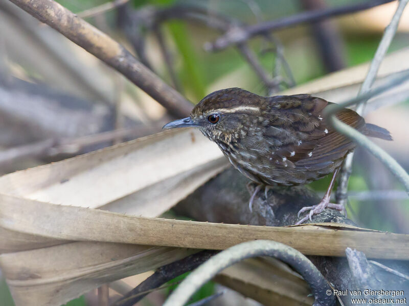 Eyebrowed Wren-Babbleradult