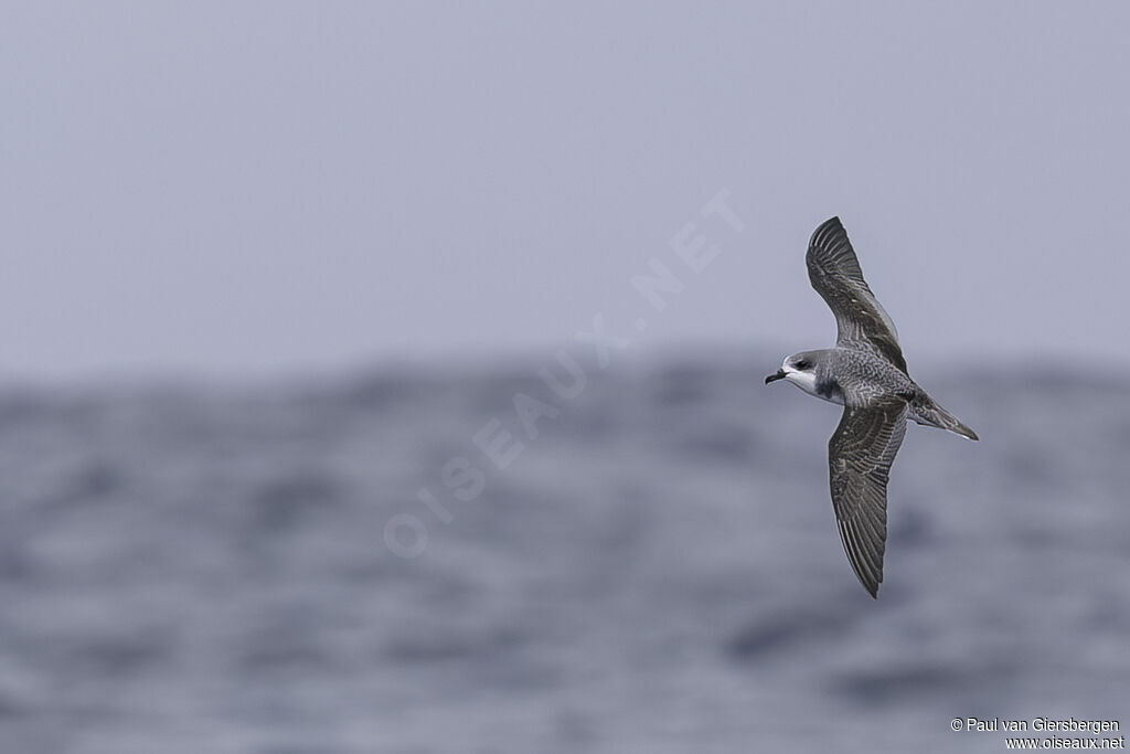 Pycroft's Petreladult