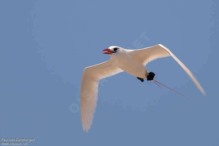 Phaéton à brins rougesadulte