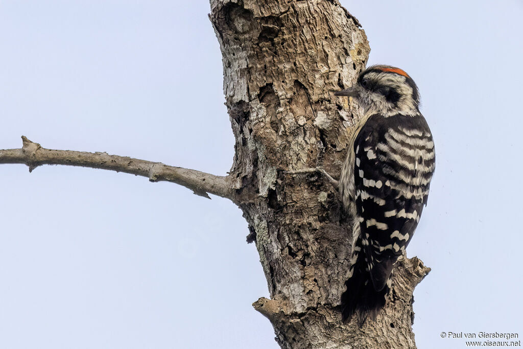 Pic à coiffe grise mâle adulte