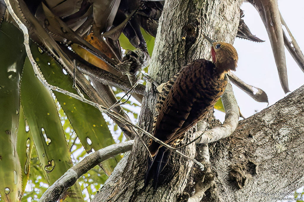 Ringed Woodpeckeradult