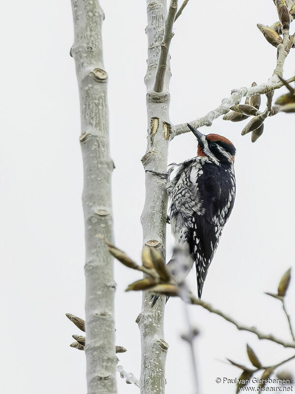 Red-naped Sapsucker male adult