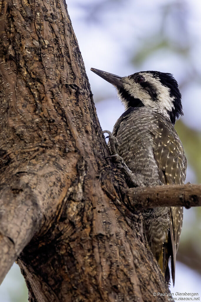Bearded Woodpecker female adult