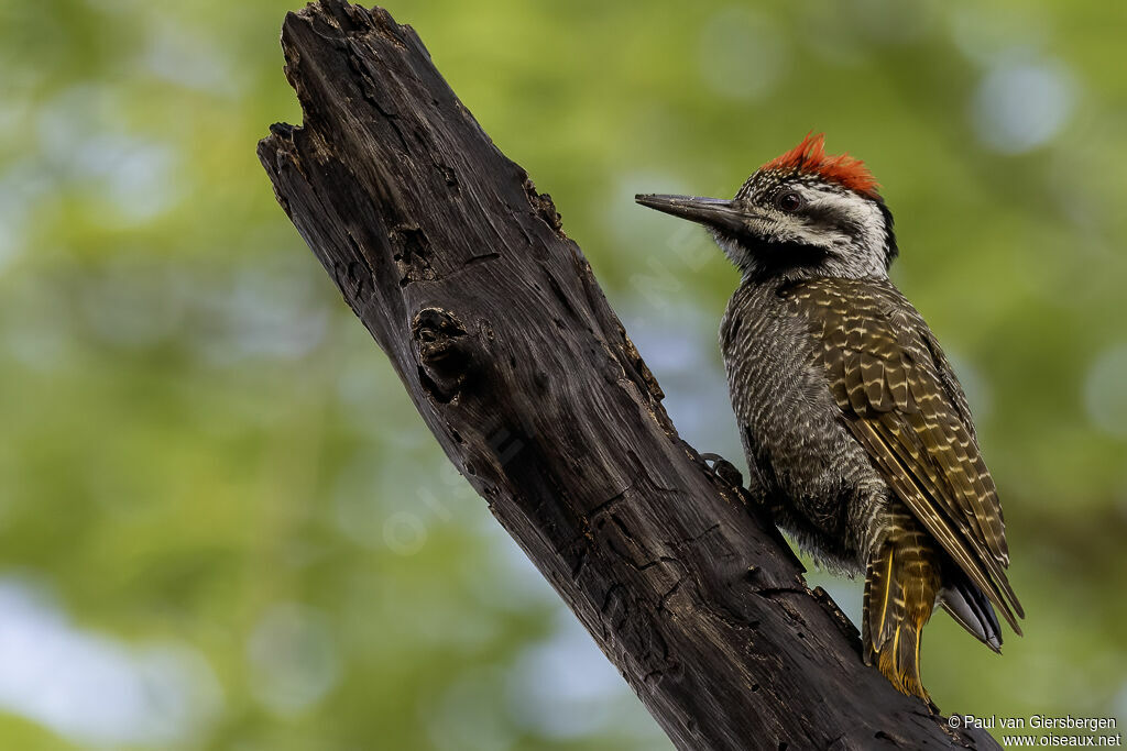 Bearded Woodpecker male adult