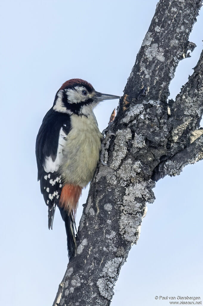 Pic de l'Himalayaadulte