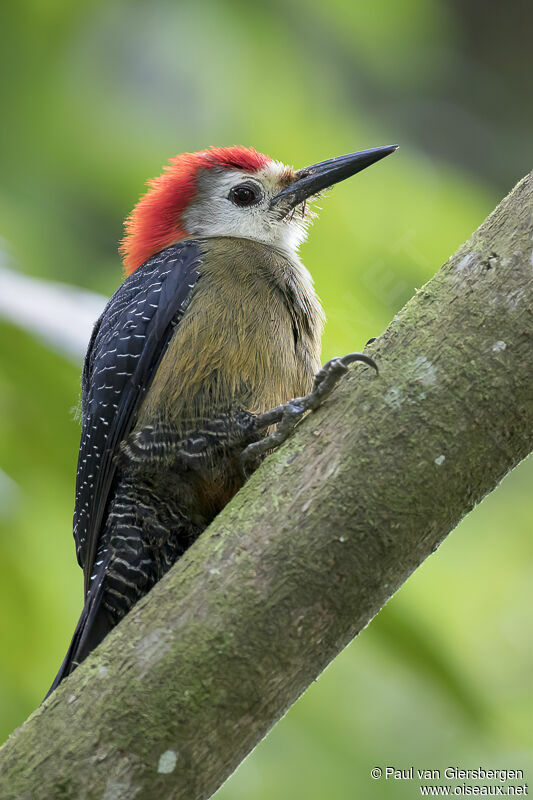 Jamaican Woodpecker male adult